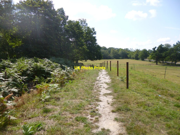 Photo 6"x4" Moyles Court, footpath Mockbeggar\/SU1609 c2014