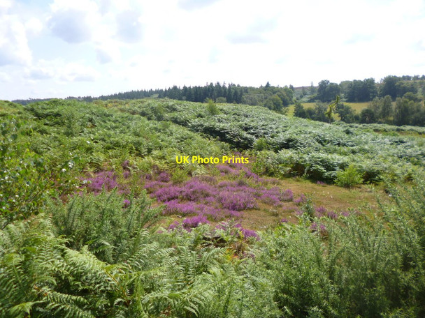 Photo 6"x4" Newlands Plantation, heathland Mockbeggar\/SU1609 c2014