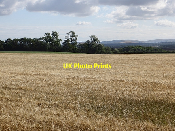 Photo 6"x4" Barley, Nisbet New Town\/NT4470 c2014