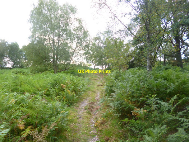 Photo 6"x4" Rockford Common, footpath Mockbeggar\/SU1609 c2014