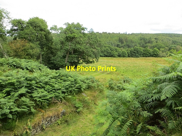 Photo 6"x4" Field, Dalvenuan Knockando c2014