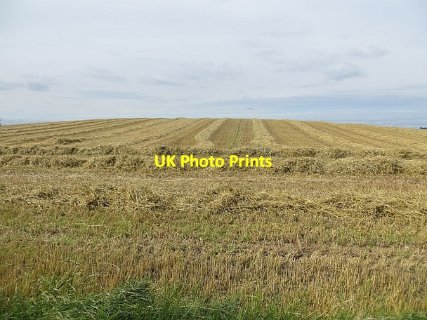 Photo 6"x4" Straw, Eckfordmoss Eckfordmoss c2013