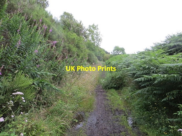 Photo 6"x4" Strathspey Railway trackbed Knockando c2014
