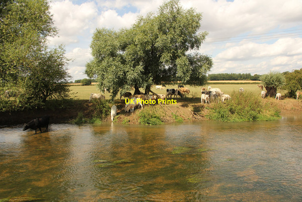 Photo 6"x4" Cattle by the River Great Ouse Cosgrove c2014