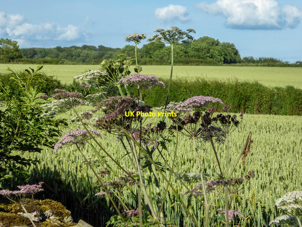 Photo 6"x4" Thornton High Fields, Thornton-le-Dale, Yorkshire Ellerburn c2014