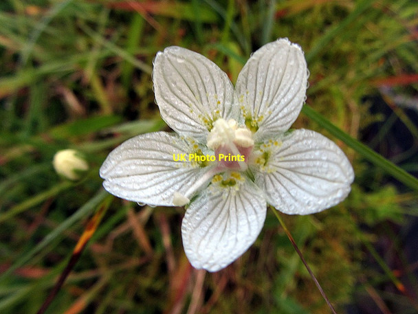 Photo 6"x4" Grass-of-Parnassus (Parnassia palustris), Green Needle Haggie Knowe c2014