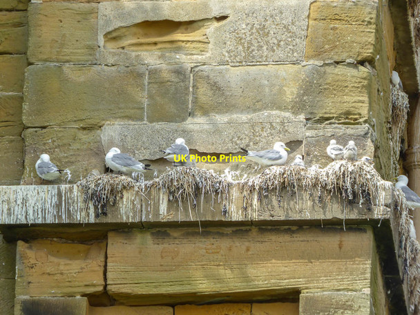 Photo 6"x4" Kittiwakes nesting on Spa Bridge, South Beach Scarborough, Yorkshire Scarborough\/TA0388 c2014