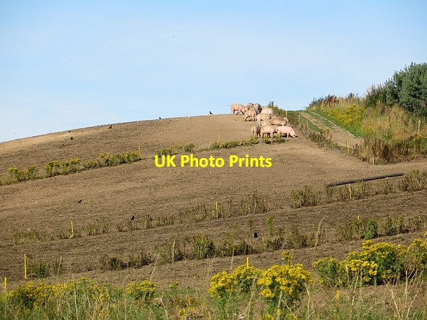 Photo 6"x4" Pigs, Hempriggs Coltfield c2014