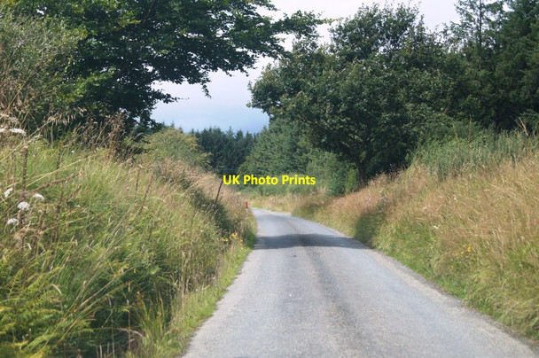 Photo 6"x4" Lane entering Clifford Plantation Clifford\/SS3021 c2014
