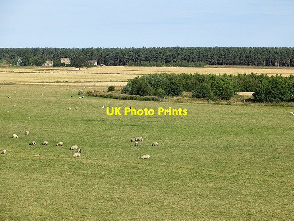 Photo 6"x4" Sheep near East Grange Coltfield c2014