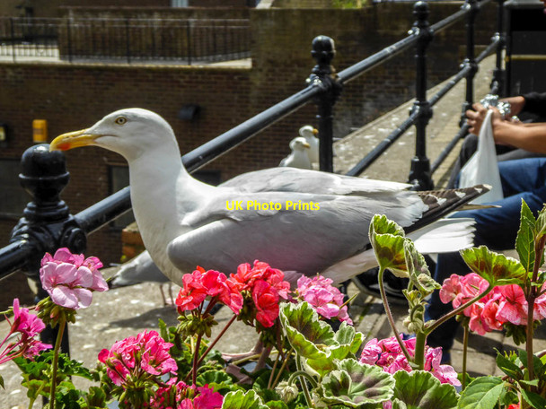 Photo 6"x4" Herring Gull, Scarborough, Yorkshire Scarborough\/TA0388 c2014