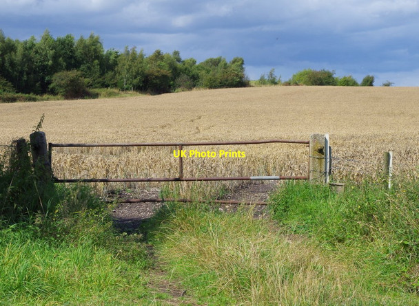 Photo 6"x4" Wheat field near Staveley Staveley\/SK4374 c2014
