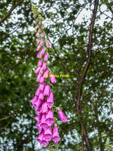 Photo 6"x4" Foxglove (Digitalis), Sutton Bank, Yorkshire Cold Kirby c2014