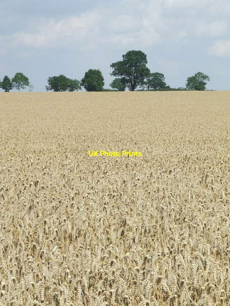 Photo 6"x4" Wheat Field Framlingham c2014