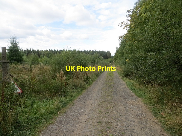 Photo 6"x4" Strelitz Wood East Whitefield c2013