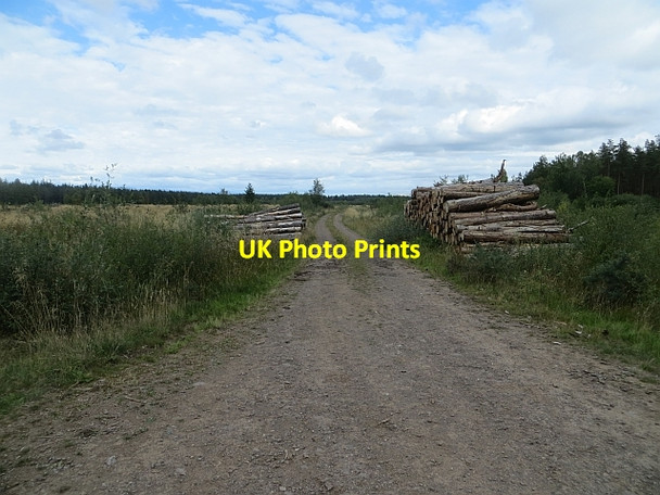 Photo 6"x4" Logging road, Strelitz Wood Cargill c2013