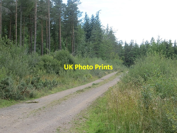 Photo 6"x4" Logging road, Strelitz Wood Cargill c2013 P1