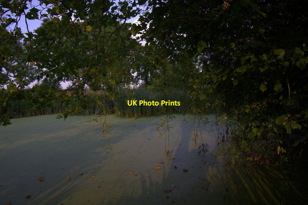 Photo 6"x4" Pond at Lemore Manor, Eardisley Field\/SO3050 c2014