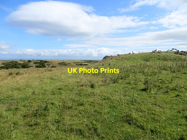 Photo 6"x4" Sheep, Carrick Hills Culroy\/NS3114 c2014