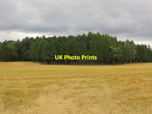 Photo 6"x4" Stubble and woodland Coupar Angus c2013