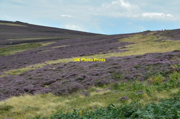 Photo 6"x4" Heather in bloom below Tom Tallon's Crag Kirknewton\/NT9130 c2014