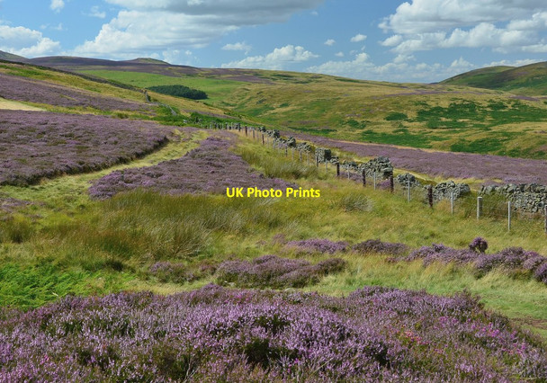 Photo 6"x4" Moorland track, Black Law Akeld c2014