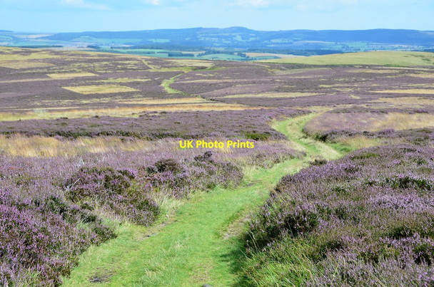 Photo 6"x4" Path through the heather, Gains Law Akeld c2014