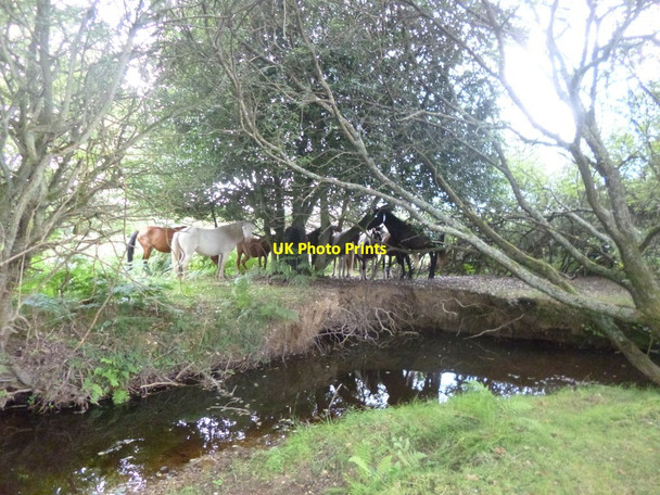 Photo 6"x4" Ogdens, ponies Ogdens c2014