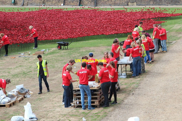 Photo 6"x4" Volunteers, Tower of London Poppies London c2014
