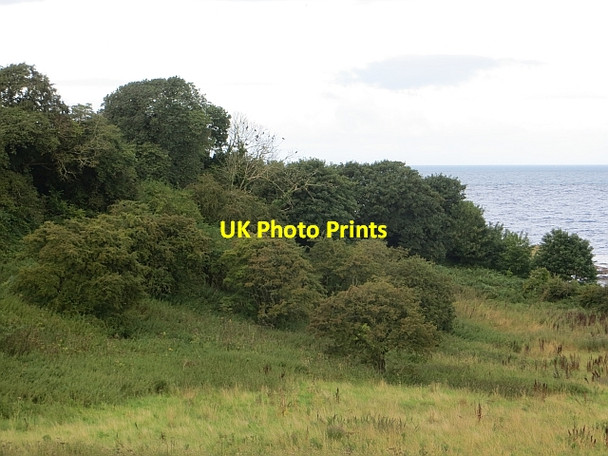 Photo 6"x4" Scrub woodland, Greenan Doonfoot c2014