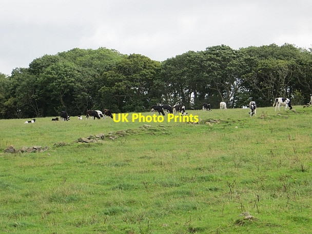 Photo 6"x4" Holstein heifers Culroy\/NS3114 c2014