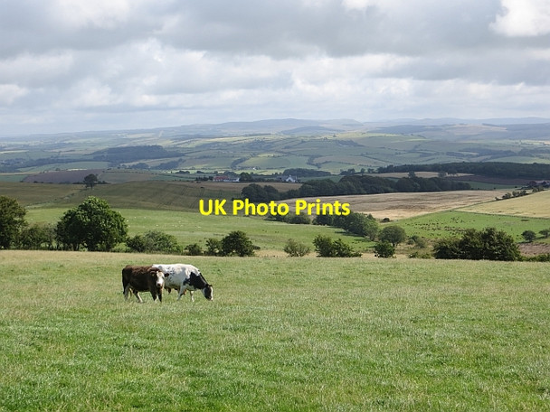 Photo 6"x4" Cattle, Preaching Brae Maybole c2014