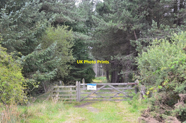 Photo 6"x4" Gateway to Shiellow Wood Detchant c2014