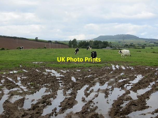 Photo 6"x4" Cattle, Back Hill of Kilhenzie Maybole c2014