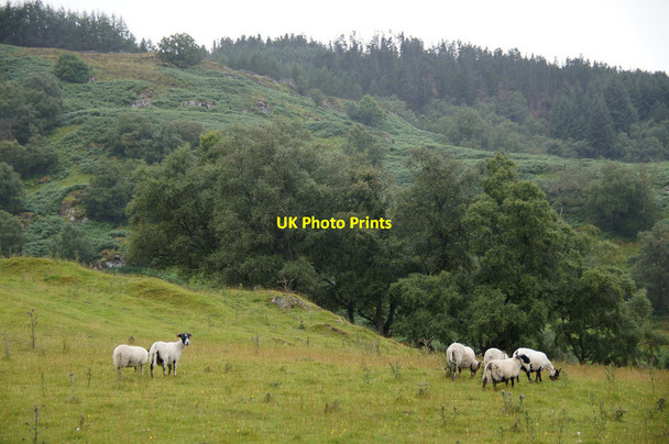 Photo 6"x4" Sheep near Tullochroisk near Dunalastair Water Dunalastair c2014
