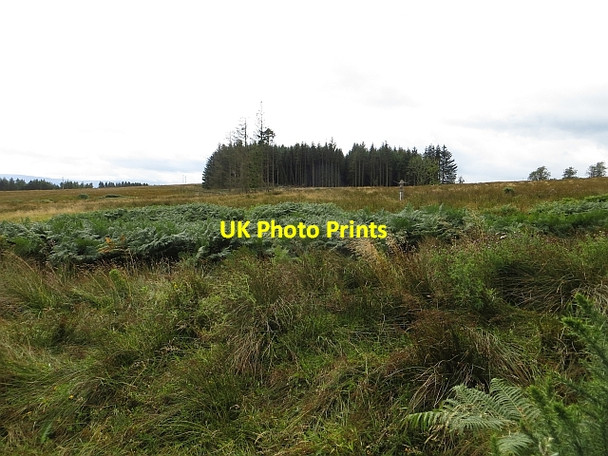 Photo 6"x4" Woodland near Dalbrack Doune\/NN7301 c2014
