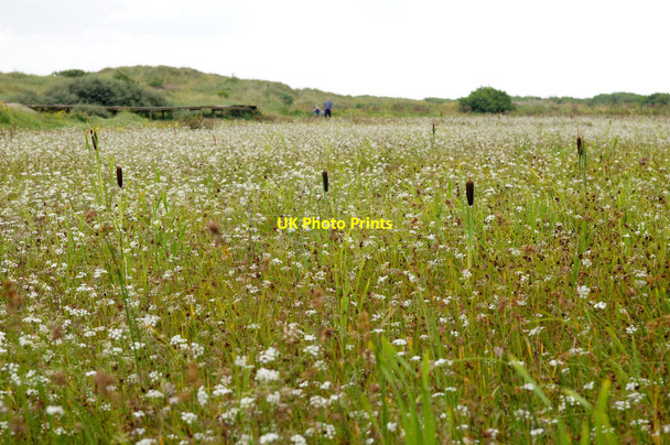 Photo 6"x4" Inner saltmarsh on Birkdale 'green beach' Birkdale\/SD3315 c2014