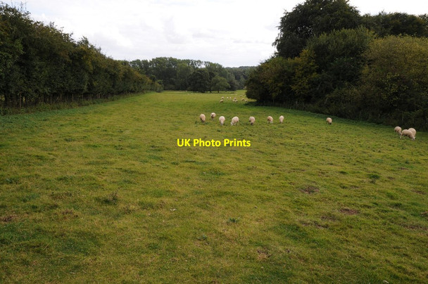 Photo 6"x4" Sheep grazing in a field Newton\/SP8883 c2014