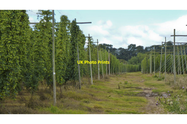 Photo 6"x4" Hops growing at Ankerdine Farm Ankerdine Hill c2014
