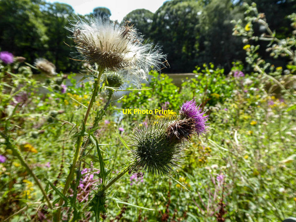 Photo 6"x4" Thistle, Kenwood, Hampstead, London NW3 Hampstead\/TQ2685 c2014