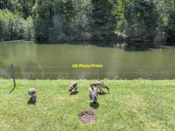 Photo 6"x4" Egyptian Geese by Thousand Pound Pond, Kenwood, Hampstead, London NW3 Hampstead\/TQ2685 c2014