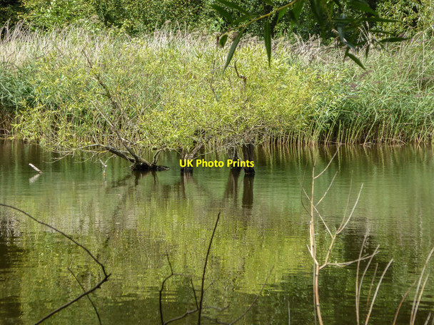 Photo 6"x4" One of the Hampstead Ponds, London NW3 Hampstead\/TQ2685 c2014