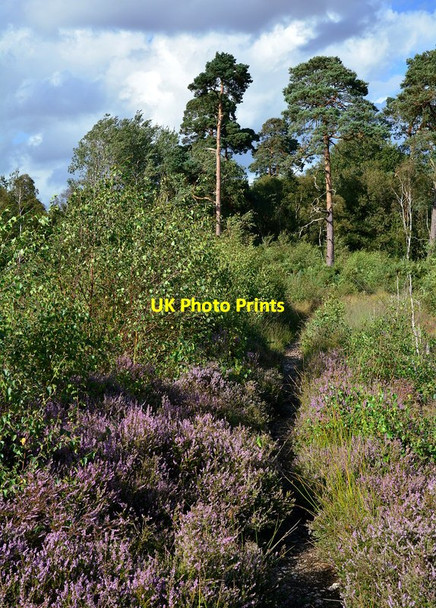Photo 6"x4" Path over Bucklebury Common, Berkshire Midgham c2014