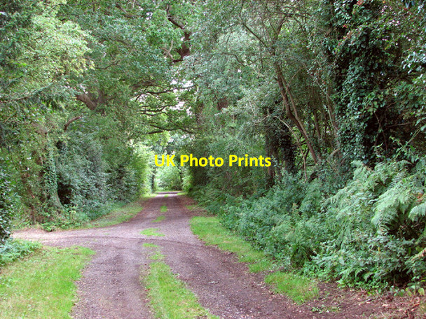 Photo 6"x4" Approaching Coldham Hall Carnser on Leach's Turn Surlingham c2014