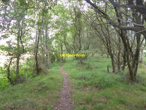 Photo 6"x4" Tadnoll, woodland Blacknoll c2014