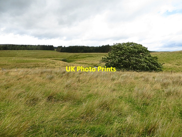 Photo 6"x4" Rough grazing beside the Ardoch Burn Auld Dalbrack c2014