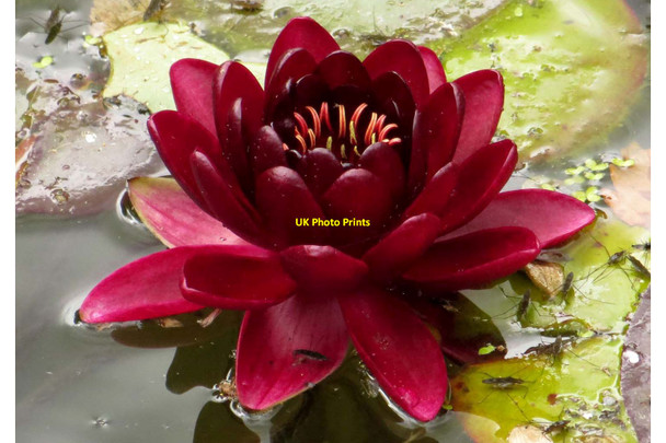 Photo 6"x4" Lily in the lily pond Buscot c2014