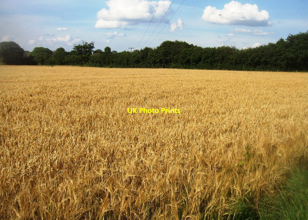 Photo 6"x4" Ready for harvest Pardown c2014