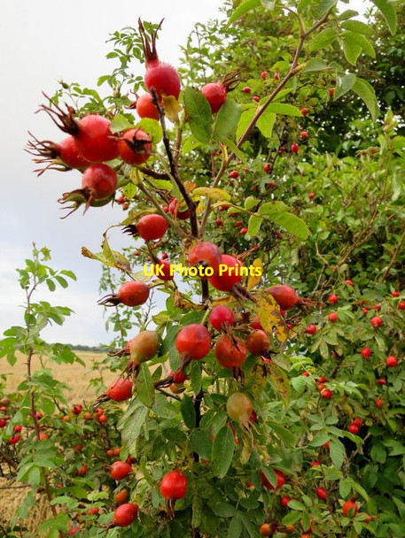 Photo 6"x4" The Dog Rose by Scarffbanks Windyridge\/NJ2367 c2014