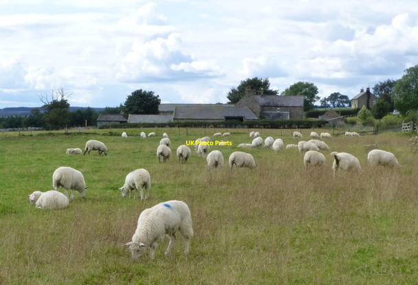 Photo 6"x4" Sheep in pasture Nunnykirk c2014